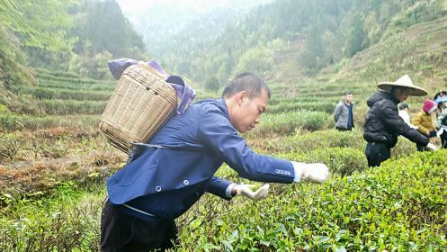 不負春光，踏青采茶——記贛州教學點總裁23班走進上猶五指峰上洞茶園434.jpg