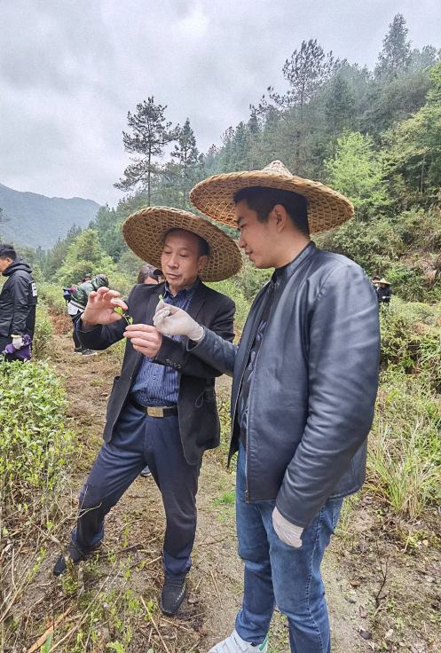 不負春光，踏青采茶——記贛州教學點總裁23班走進上猶五指峰上洞茶園435.jpg