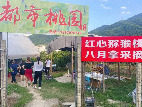 贛州總裁21班師生赴沙河鎮(zhèn)開展獼猴桃采摘活動204.jpg